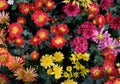 Close up beautiful petal of chrysanthemums flower in plantation Royalty Free Stock Photo