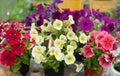 Close up of beautiful petunia flowers in blossom