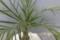 Close-up of a beautiful phoenix palm bonsai in a pot.