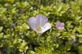 close up, beautiful photo of Oenothera speciosa also known as Pinkladies in front of green blurred background Royalty Free Stock Photo