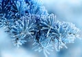 Close up of a beautiful pine branches in the frost. trend tinted classic blue. blank for the designer. Christmas and new