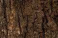 Close-up of beautiful pine tree bark texture. Photo of wooden texture Royalty Free Stock Photo