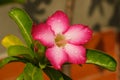 Close up beautiful pink Adenium obesum . It is blooming and there are drops of water on the flowers after rain in garden. Royalty Free Stock Photo