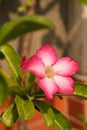 Close up beautiful pink Adenium obesum. It is blooming and there are drops of water on the flowers after rain in garden Royalty Free Stock Photo