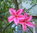 Close up of beautiful pink adenium (Adenium obesum) flowers.