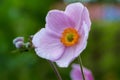 Close up of a beautiful pink anemone flower Royalty Free Stock Photo