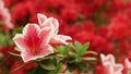 Close-up of beautiful pink Azaleas Rhododendron flowers in springtime.