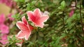 Close-up of beautiful pink Azaleas Rhododendron flowers in springtime.