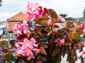 Close up beautiful pink begonia flowers in the home garden. Begoniaceae with copy space. Royalty Free Stock Photo