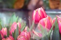 Beautiful pink blooming tulip spring flower as part of flower bouquet on plant stand