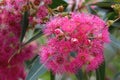 Close up of beautiful pink blossoms of the Australian native flowering gum tree Corymbia ficifolia, Family Myrtaceae Royalty Free Stock Photo