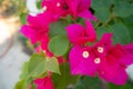 Close-up beautiful pink bougainvillea flowers on blurred public park background Royalty Free Stock Photo