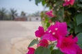 Close-up beautiful pink bougainvillea flowers on blurred public park background