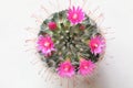 Close up beautiful pink cactus flower, top view