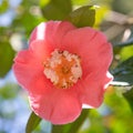 Close up of a beautiful pink Camelia flower blossom Royalty Free Stock Photo