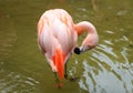 A beautiful pink Caribbean flamingo cleaning its feathers Royalty Free Stock Photo