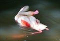 Close up of beautiful pink Caribbean flamingo scratching its feathers Royalty Free Stock Photo