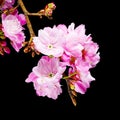 Close up Beautiful Pink Cherry Blossom Flowers
