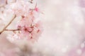 Close-up beautiful pink cherry blossom sakura in spring time Royalty Free Stock Photo