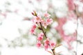 Close up of beautiful pink cherry blossom in winter ,Thai sakura at Chaing Mai