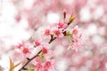 Close up of beautiful pink cherry blossom in winter ,Thai sakura at Chaing Mai