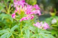 Close up beautiful pink Cleome hassleriana flower in the garden. Species of Cleome are commonly known as spider flowers, spider pl Royalty Free Stock Photo