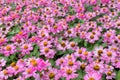 Close up of beautiful pink common zinnia flowers in the garden.