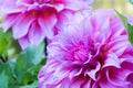 Close up Beautiful pink Dahlia flower blossom and green leaves. fresh floral natural background. Royalty Free Stock Photo