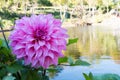 Close up Beautiful pink Dahlia flower blossom and green leaves. fresh floral natural background.