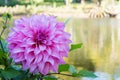 Close up Beautiful pink Dahlia flower blossom and green leaves. fresh floral natural background. Royalty Free Stock Photo