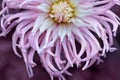 Close-up of beautiful pink dahlia flower,