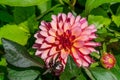 Close up of a beautiful pink Dahlia flower in sunlight Royalty Free Stock Photo