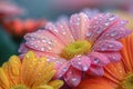 Close-up of beautiful pink daisy flowers with vibrant yellow centers and glistening water droplets Royalty Free Stock Photo