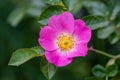 Close up of a beautiful pink dog rose with yellow center Royalty Free Stock Photo