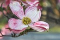 Close-up of beautiful pink dogwood blossom in spring - close-up and selective focus Royalty Free Stock Photo