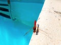 Close up beautiful pink dragonfly on the edge of the swimming pool