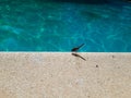 Close up beautiful pink dragonfly on the edge of the swimming pool