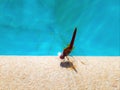 Close up beautiful pink dragonfly on the edge of the swimming pool