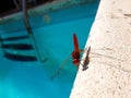 Close up beautiful pink dragonfly on the edge of the swimming pool