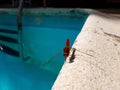 Close up beautiful pink dragonfly on the edge of the swimming pool