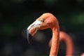 Close up of a beautiful Pink Flamingo in the Oklahoma City Zoo Royalty Free Stock Photo