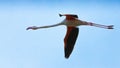 Close-up of a beautiful pink flamingo with wings spread flying in Porto Lagos, Xanthi, Greece