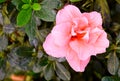 Close up of Beautiful Pink Flower of Azalea - Rhododendron Simsii with Green Leaves
