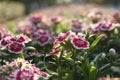 Close up beautiful pink flower blooming and soft sunlight Royalty Free Stock Photo