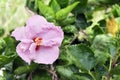 Close up beautiful pink flower can be called hibiscus rosa, chin Royalty Free Stock Photo