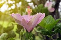 Close up beautiful pink flower can be called hibiscus rosa, chin Royalty Free Stock Photo