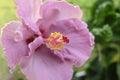 Close up beautiful pink flower can be called hibiscus rosa, chin Royalty Free Stock Photo