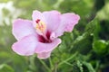 Close up beautiful pink flower can be called hibiscus rosa, chin Royalty Free Stock Photo