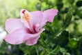 Close up beautiful pink flower can be called hibiscus rosa, chin Royalty Free Stock Photo