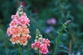 Close up beautiful pink flower on nature background in garden,Focus Single flower,Delicate beauty of close-up pink flower